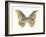 Golden Butterfly II-Julia Bosco-Framed Art Print