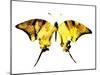 Golden Butterfly , Isolated on White-suns07butterfly-Mounted Art Print