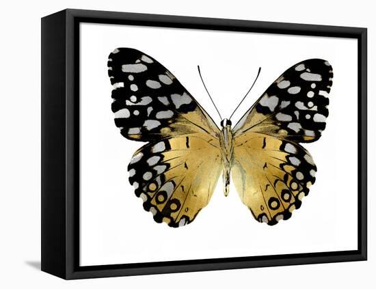 Golden Butterfly IV-Julia Bosco-Framed Stretched Canvas