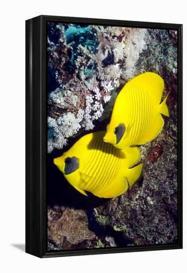 Golden Butterflyfish Pair-Georgette Douwma-Framed Premier Image Canvas