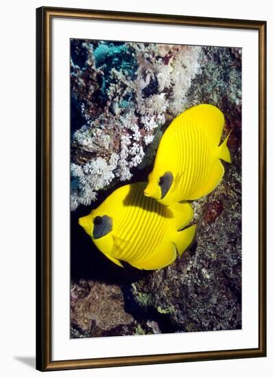 Golden Butterflyfish Pair-Georgette Douwma-Framed Premium Photographic Print