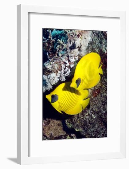 Golden Butterflyfish Pair-Georgette Douwma-Framed Photographic Print