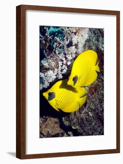 Golden Butterflyfish Pair-Georgette Douwma-Framed Photographic Print