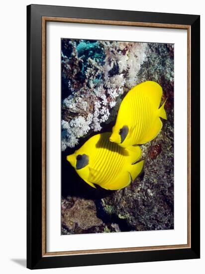 Golden Butterflyfish Pair-Georgette Douwma-Framed Photographic Print