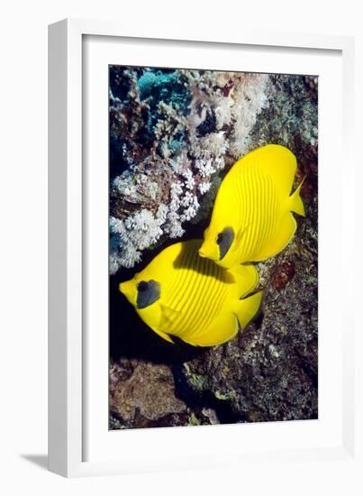 Golden Butterflyfish Pair-Georgette Douwma-Framed Photographic Print