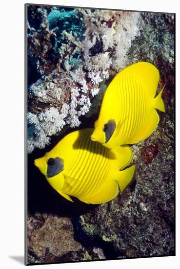 Golden Butterflyfish Pair-Georgette Douwma-Mounted Photographic Print