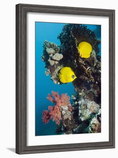 Golden Butterflyfish-Georgette Douwma-Framed Photographic Print