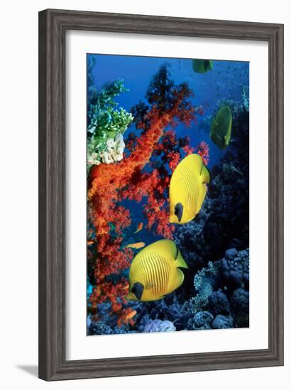 Golden Butterflyfish-Georgette Douwma-Framed Photographic Print