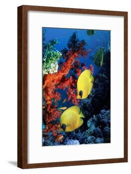 Golden Butterflyfish-Georgette Douwma-Framed Photographic Print