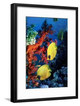 Golden Butterflyfish-Georgette Douwma-Framed Photographic Print