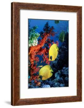 Golden Butterflyfish-Georgette Douwma-Framed Photographic Print