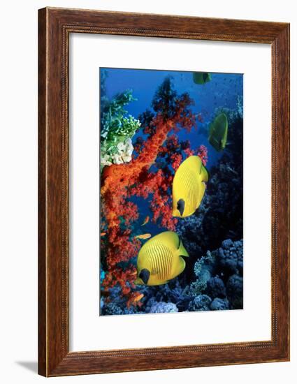 Golden Butterflyfish-Georgette Douwma-Framed Photographic Print