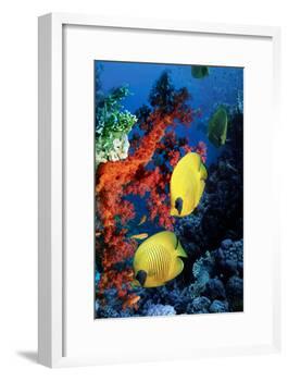 Golden Butterflyfish-Georgette Douwma-Framed Photographic Print
