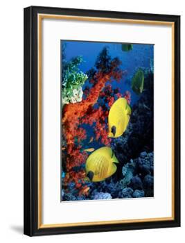 Golden Butterflyfish-Georgette Douwma-Framed Photographic Print