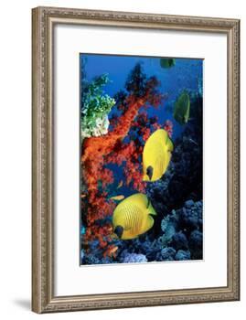 Golden Butterflyfish-Georgette Douwma-Framed Photographic Print