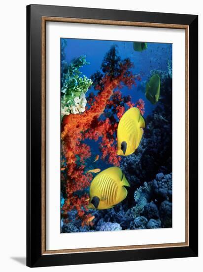 Golden Butterflyfish-Georgette Douwma-Framed Photographic Print