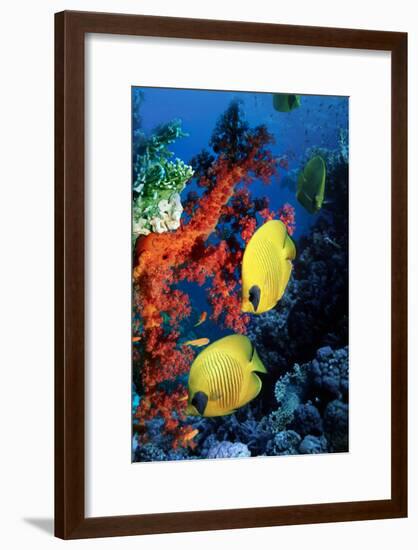 Golden Butterflyfish-Georgette Douwma-Framed Photographic Print