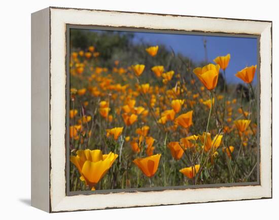 Golden California Poppies, Santa Cruz Coast, California, USA-Tom Norring-Framed Premier Image Canvas