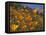 Golden California Poppies, Santa Cruz Coast, California, USA-Tom Norring-Framed Premier Image Canvas