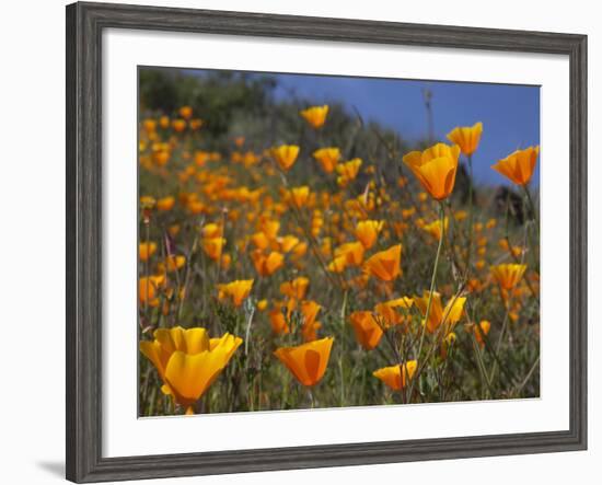 Golden California Poppies, Santa Cruz Coast, California, USA-Tom Norring-Framed Photographic Print