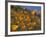 Golden California Poppies, Santa Cruz Coast, California, USA-Tom Norring-Framed Photographic Print