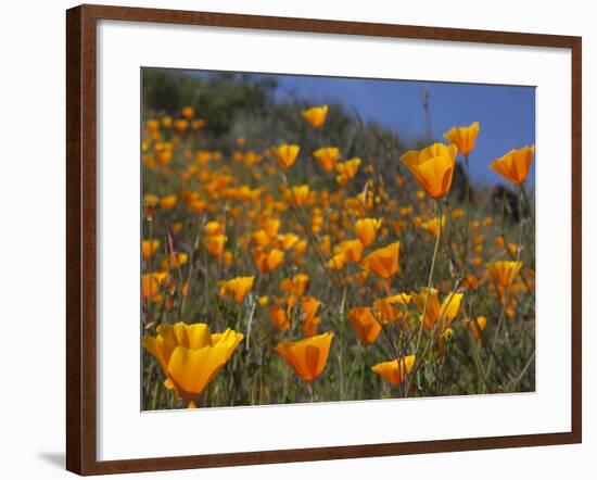 Golden California Poppies, Santa Cruz Coast, California, USA-Tom Norring-Framed Photographic Print