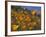 Golden California Poppies, Santa Cruz Coast, California, USA-Tom Norring-Framed Photographic Print