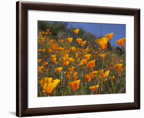 Golden California Poppies, Santa Cruz Coast, California, USA-Tom Norring-Framed Photographic Print