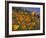 Golden California Poppies, Santa Cruz Coast, California, USA-Tom Norring-Framed Photographic Print