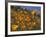 Golden California Poppies, Santa Cruz Coast, California, USA-Tom Norring-Framed Photographic Print