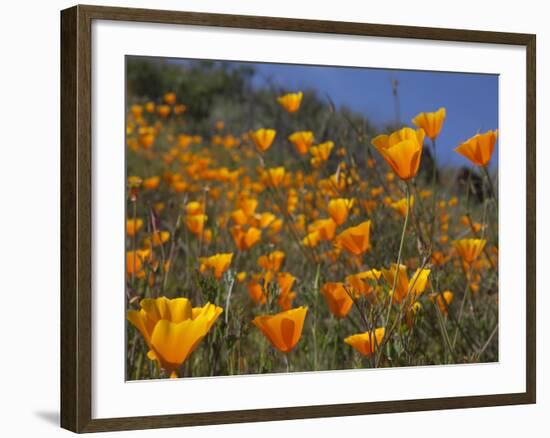 Golden California Poppies, Santa Cruz Coast, California, USA-Tom Norring-Framed Photographic Print