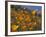 Golden California Poppies, Santa Cruz Coast, California, USA-Tom Norring-Framed Photographic Print