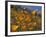 Golden California Poppies, Santa Cruz Coast, California, USA-Tom Norring-Framed Photographic Print