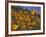 Golden California Poppies, Santa Cruz Coast, California, USA-Tom Norring-Framed Photographic Print