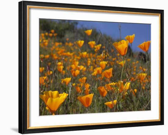 Golden California Poppies, Santa Cruz Coast, California, USA-Tom Norring-Framed Photographic Print