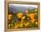 Golden California Poppies, Santa Cruz Coast, California, USA-Tom Norring-Framed Premier Image Canvas
