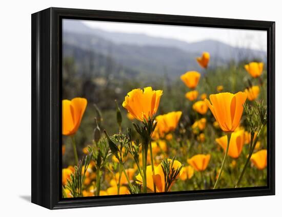 Golden California Poppies, Santa Cruz Coast, California, USA-Tom Norring-Framed Premier Image Canvas
