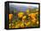 Golden California Poppies, Santa Cruz Coast, California, USA-Tom Norring-Framed Premier Image Canvas