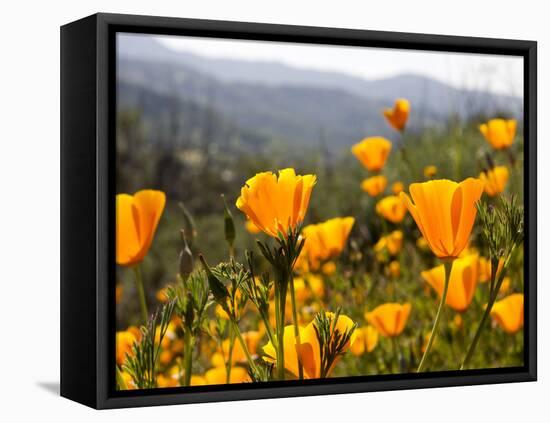 Golden California Poppies, Santa Cruz Coast, California, USA-Tom Norring-Framed Premier Image Canvas