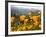 Golden California Poppies, Santa Cruz Coast, California, USA-Tom Norring-Framed Photographic Print