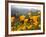 Golden California Poppies, Santa Cruz Coast, California, USA-Tom Norring-Framed Photographic Print