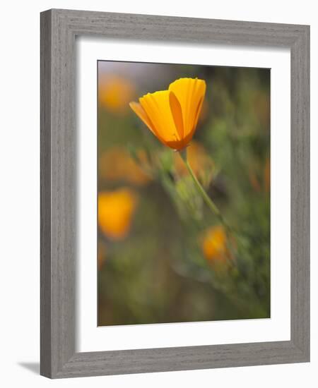 Golden California Poppies, Santa Cruz Coast, California, USA-Tom Norring-Framed Photographic Print