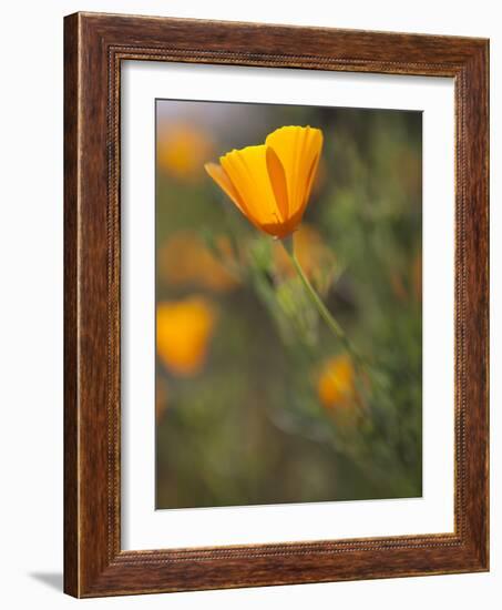 Golden California Poppies, Santa Cruz Coast, California, USA-Tom Norring-Framed Photographic Print