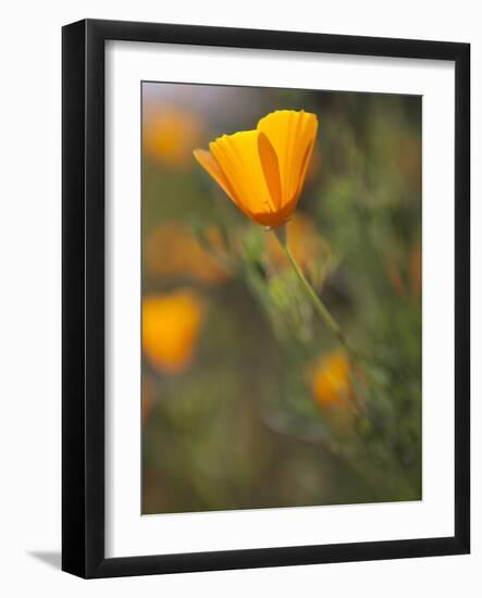 Golden California Poppies, Santa Cruz Coast, California, USA-Tom Norring-Framed Photographic Print