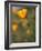 Golden California Poppies, Santa Cruz Coast, California, USA-Tom Norring-Framed Photographic Print