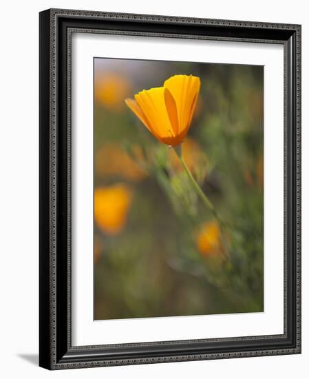 Golden California Poppies, Santa Cruz Coast, California, USA-Tom Norring-Framed Photographic Print