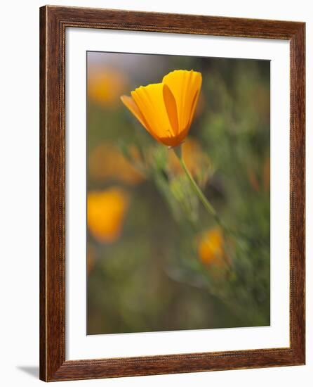 Golden California Poppies, Santa Cruz Coast, California, USA-Tom Norring-Framed Photographic Print