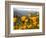 Golden California Poppies, Santa Cruz Coast, California, USA-Tom Norring-Framed Photographic Print