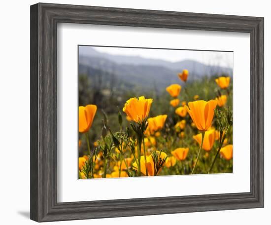 Golden California Poppies, Santa Cruz Coast, California, USA-Tom Norring-Framed Photographic Print