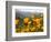 Golden California Poppies, Santa Cruz Coast, California, USA-Tom Norring-Framed Photographic Print